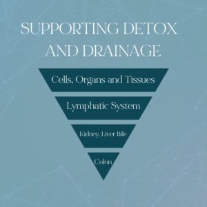 Supporting Detox and Drainage and Chronic Fatigue